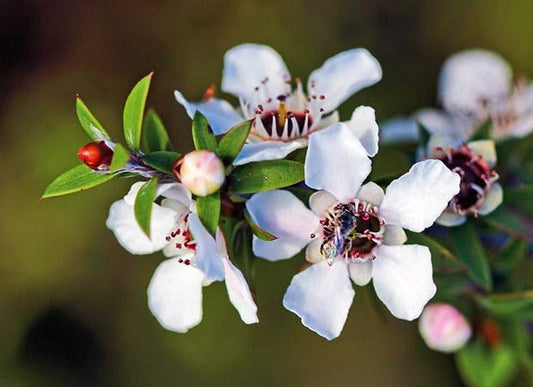 Manuka plant